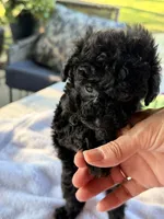 Chaz, a male Poodle - Toy  for sale in Dewey, OK – 3 of 5