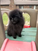 Maxamillion , a male Pomeranian for sale in Dewey, OK – 2 of 5