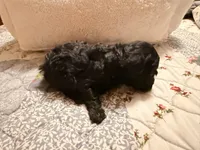Winnie, a female Poodle - Toy  for sale in Dewey, OK – 2 of 4