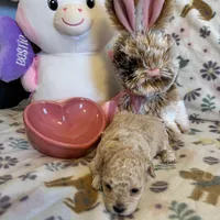 Champagne, a female Poodle - Toy  for sale in Dewey, OK – Photo 3 of 3