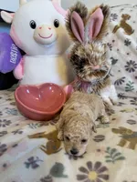 Champagne, a female Poodle - Toy  for sale in Dewey, OK – Photo 3 of 3