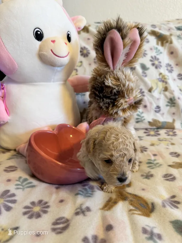 Champagne, a female Poodle - Toy  for sale in Dewey, OK – Photo 1 of 3
