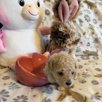 Champagne, a female Poodle - Toy  for sale in Dewey, OK – Photo 1 of 3