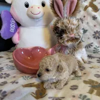 Champagne, a female Poodle - Toy  for sale in Dewey, OK – Photo 2 of 3