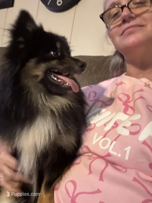 Neeko, a male Pomeranian for sale in Dewey, OK – Photo 1 of 2