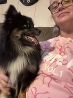 Neeko, a male Pomeranian for sale in Dewey, OK – Photo 1 of 2