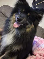 Neeko, a male Pomeranian for sale in Dewey, OK – Photo 2 of 2