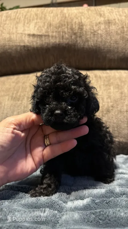 Black beauty – Poodle - Toy  puppy for sale in Dewey, OK