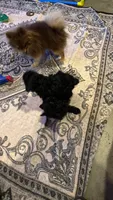 Chaz, a male Poodle - Toy  for sale in Dewey, OK – 2 of 5