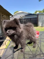 Junior, a male Pomeranian for sale in Dewey, OK – Photo 3 of 5