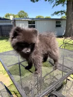 Junior, a male Pomeranian for sale in Dewey, OK – Photo 5 of 5