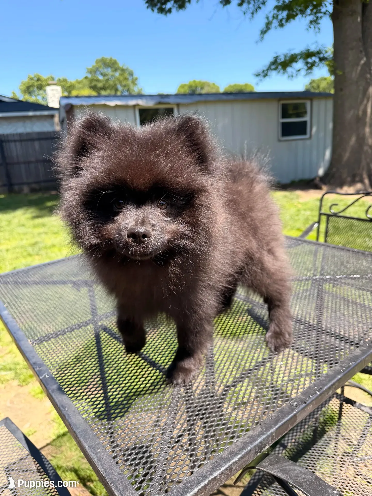 Junior, a male Pomeranian for sale in Dewey, OK – 1 of 5