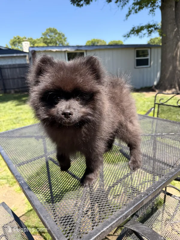 Junior, a male Pomeranian for sale in Dewey, OK – Photo 1 of 5