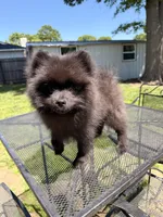 Junior, a male Pomeranian for sale in Dewey, OK – Photo 1 of 5