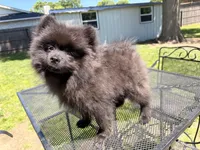 Junior, a male Pomeranian for sale in Dewey, OK – Photo 4 of 5