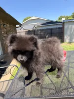 Junior, a male Pomeranian for sale in Dewey, OK – Photo 2 of 5