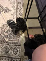 Chaz, a male Poodle - Toy  for sale in Dewey, OK – 5 of 5