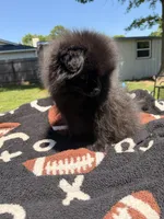 Blackie, a male Pomeranian for sale in Dewey, OK – Photo 2 of 7