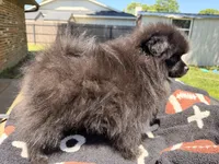 Blackie, a male Pomeranian for sale in Dewey, OK – Photo 6 of 7
