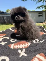 Blackie, a male Pomeranian for sale in Dewey, OK – Photo 5 of 7