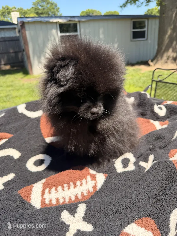 Blackie, a male Pomeranian for sale in Dewey, OK – Photo 1 of 7