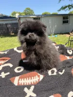 Blackie, a male Pomeranian for sale in Dewey, OK – Photo 3 of 7