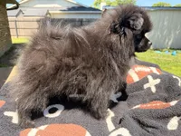 Blackie, a male Pomeranian for sale in Dewey, OK – Photo 7 of 7