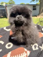 Blackie, a male Pomeranian for sale in Dewey, OK – Photo 4 of 7
