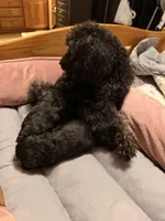 Winnie, a female Poodle - Toy  for sale in Dewey, OK – 4 of 4