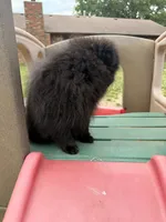 Maxamillion , a male Pomeranian for sale in Dewey, OK – 4 of 5
