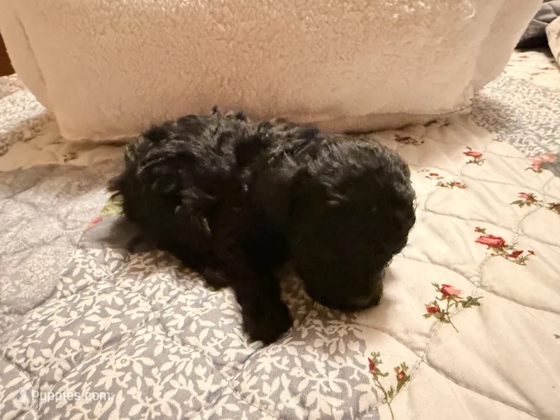 Winnie – Poodle - Toy  puppy for sale in Dewey, OK