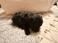 Winnie, a female Poodle - Toy  for sale in Dewey, OK – 1 of 4