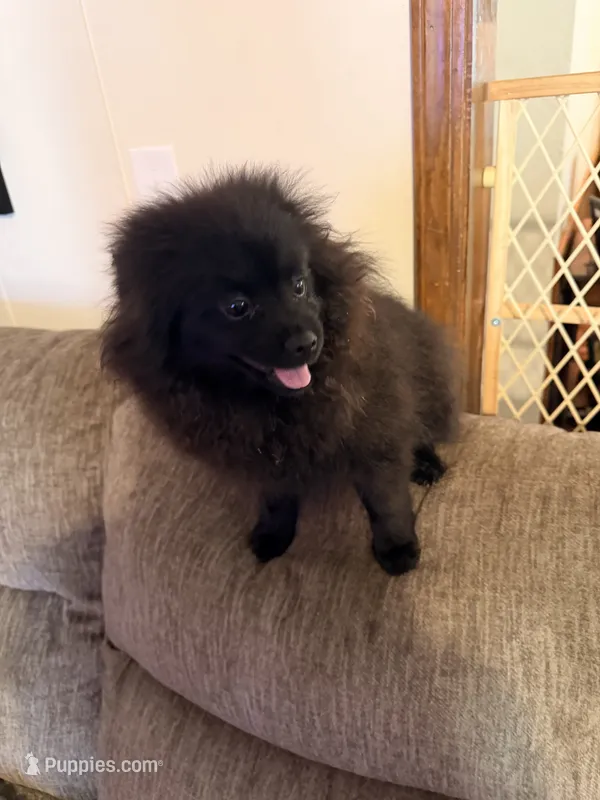 Maxamillion  – Pomeranian puppy for sale in Dewey, OK