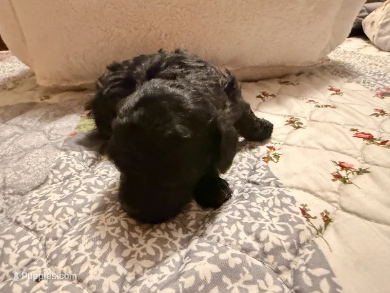 Black beauty – Poodle - Toy  puppy for sale in Dewey, OK