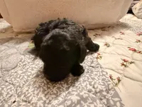 Black beauty, a female Poodle - Toy  for sale in Dewey, OK – 1 of 4