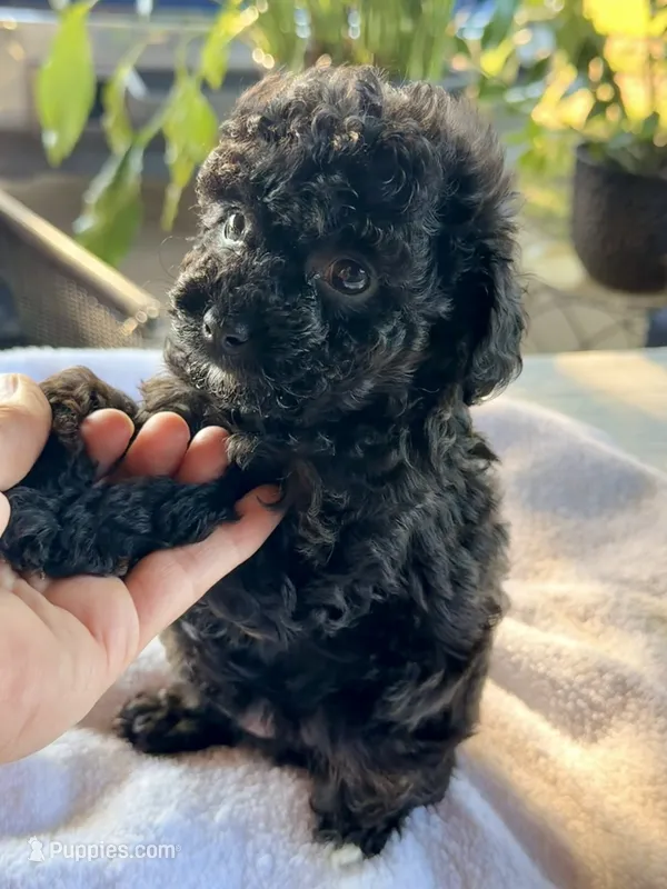Chaz – Poodle - Toy  puppy for sale in Dewey, OK