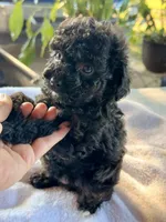Chaz, a male Poodle - Toy  for sale in Dewey, OK – 1 of 5