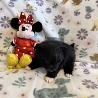 Fuzzy Gurl, a female Pomeranian for sale in Dewey, OK – Photo 2 of 3