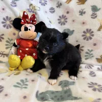 Fuzzy Gurl, a female Pomeranian for sale in Dewey, OK – Photo 3 of 3