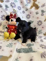 Fuzzy Gurl, a female Pomeranian for sale in Dewey, OK – Photo 3 of 3