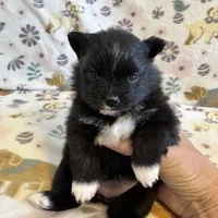 Fuzzy Gurl, a female Pomeranian for sale in Dewey, OK – Photo 1 of 3