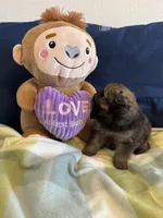 Sable Boy, a male Pomeranian for sale in Dewey, OK – Photo 3 of 4