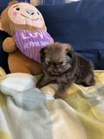 Sable Boy, a male Pomeranian for sale in Dewey, OK – Photo 2 of 4