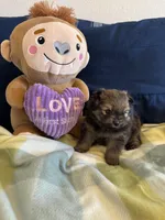 Sable Boy, a male Pomeranian for sale in Dewey, OK – Photo 4 of 4