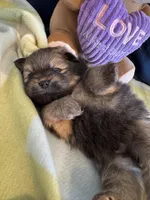 Sable Boy, a male Pomeranian for sale in Dewey, OK – Photo 1 of 4