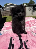 Star, a female Pomeranian for sale in Dewey, OK – Photo 6 of 8