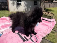 Star, a female Pomeranian for sale in Dewey, OK – Photo 2 of 8
