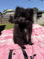 Star, a female Pomeranian for sale in Dewey, OK – Photo 7 of 8