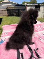 Star, a female Pomeranian for sale in Dewey, OK – Photo 8 of 8