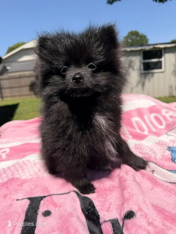 Star, a female Pomeranian for sale in Dewey, OK – Photo 1 of 8